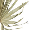 32-40" Natural Palm Leaf Uncut 12/bg - view 4 of 5