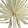 32-40" Natural Palm Leaf Uncut 12/bg - view 2 of 5