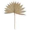 20" x 15" Dried Nat Palm Sun Spr 50/pk - view 1 of 7