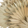20" x 15" Dried Nat Palm Sun Spr 50/pk - view 3 of 7