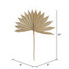 20" x 15" Dried Nat Palm Sun Spr 50/pk - view 6 of 7