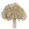 20" x 15" Dried Nat Palm Sun Spr 50/pk - view 7 of 7