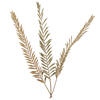 27" Rahul Stick Natural stems 8/bu - view 1 of 5