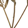 27" Rahul Stick Natural stems 8/bu - view 5 of 5