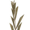 27" Rahul Stick Natural stems 8/bu - view 3 of 5