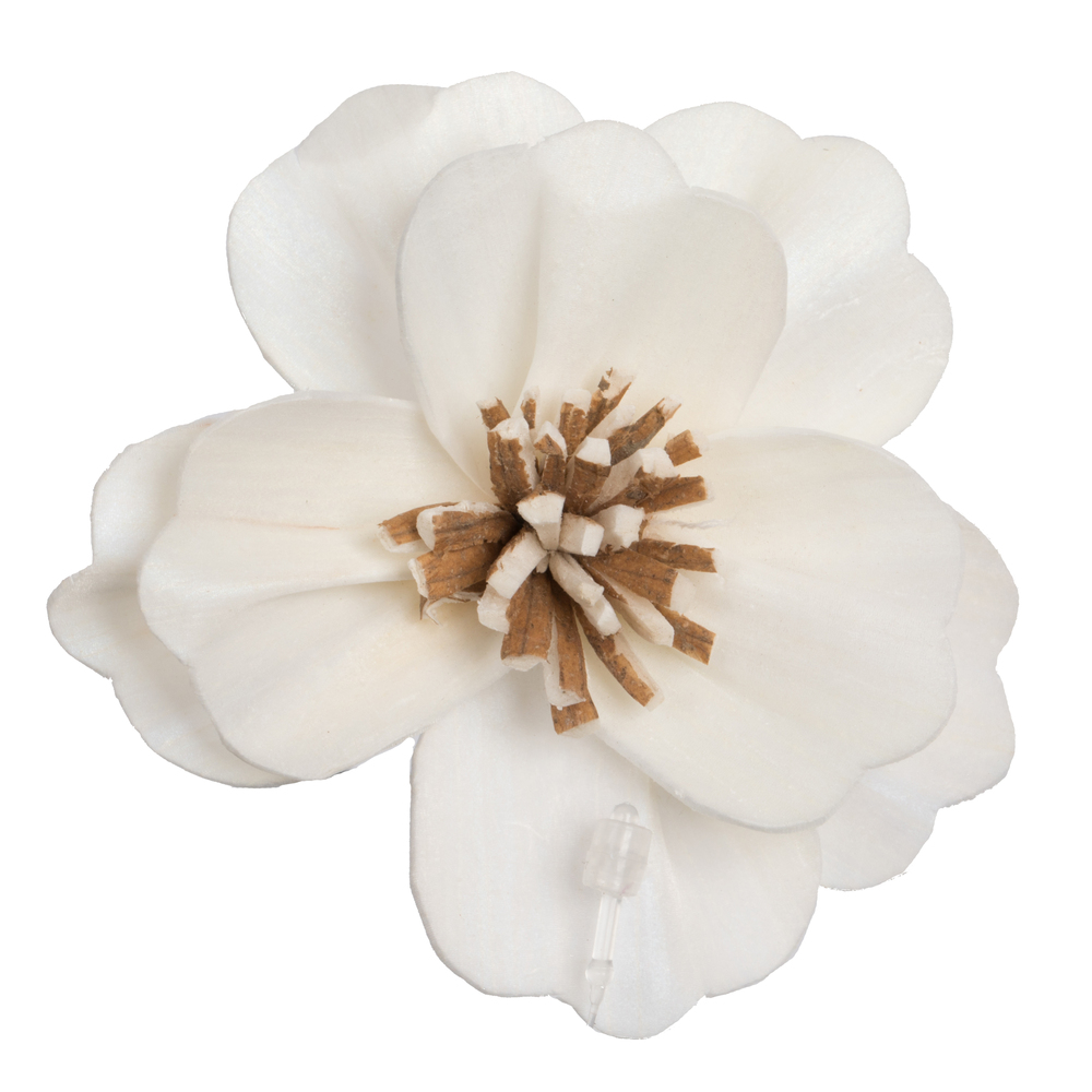 Vickerman Anemone Sola Flower