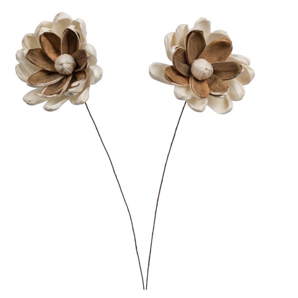 Vickerman 1-3" Natural Botanicals Assorted Natural Dried Sola Flower Head