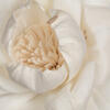 Vickerman Rosette Sola Flower - view 3 of 4