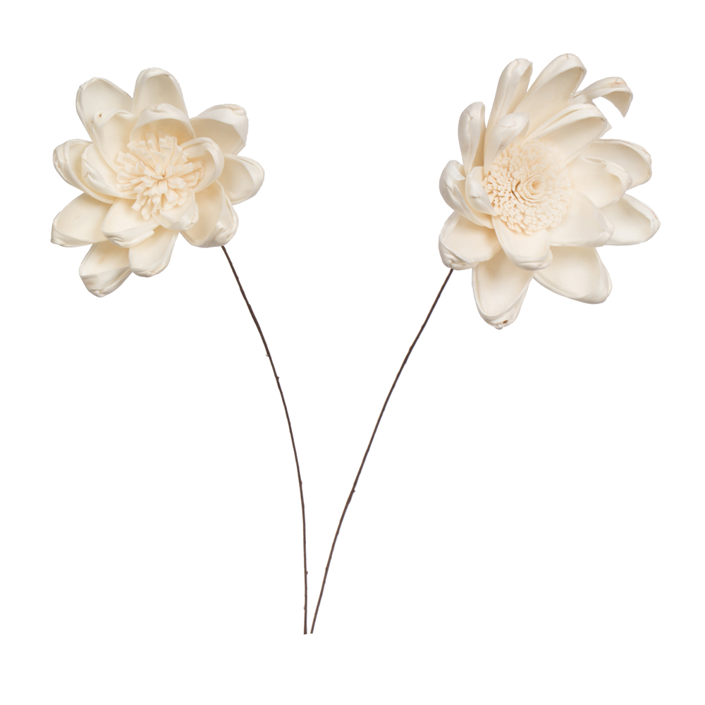 Vickerman Crocus Sola Flower
