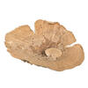 4"-6" Sponge Mushroom Med 50/pk - view 1 of 8