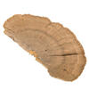 4"-6" Sponge Mushroom Med 50/pk - view 4 of 8