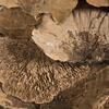 4"-6" Sponge Mushroom Med 50/pk - view 7 of 8