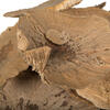4"-6" Sponge Mushroom Med 50/pk - view 5 of 8