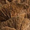 Sponge Mushroom - view 3 of 7