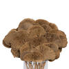 Sponge Mushroom - view 5 of 7