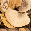 Vickerman Natural Botanicals Dried Assorted 4-6 inch Sponge Mushrooms  - view 2 of 2