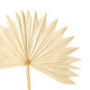 Vickerman Natural Botanicals 20" Palm Sun Stem, 12/Pk - view 3 of 6
