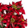 Vickerman 18" Red Poinsettia and Leaf Bush - view 3 of 6