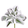 6-8" Frosted Succulents 3 Assorted/Bag - view 3 of 6