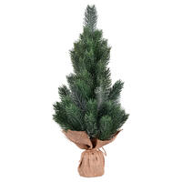 Blue Spruce