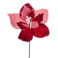 Striped Poinsettia