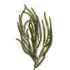 Vickerman Green Norfolk Garlands - view 3 of 5