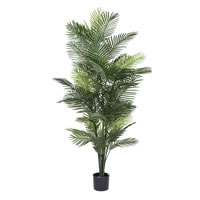 Robellini Palms