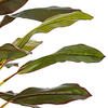 Vickerman 30" Artificial Real Touch Dracaena - view 4 of 6