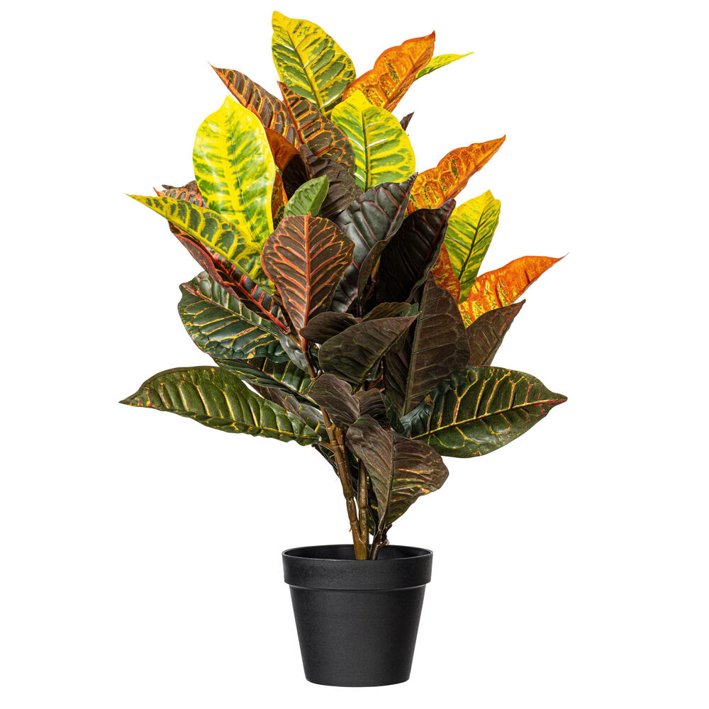 30" Fresh Touch croton in pot