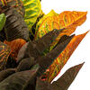 30" Fresh Touch croton in pot - view 3 of 5