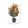30" Fresh Touch croton in pot - view 4 of 5