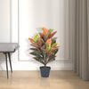 30" Fresh Touch croton in pot - view 2 of 5