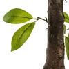 Vickerman Artificial Potted Camellia Tree - view 4 of 7