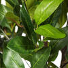 Vickerman Artificial Potted Camellia Tree - view 3 of 7