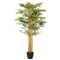 Bamboo Trees