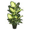 40" Dieffenbachia w/pot-Green White - view 1 of 4