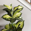40" Dieffenbachia w/pot-Green White - view 3 of 4