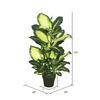 40" Dieffenbachia w/pot-Green White - view 4 of 4