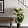 40" Dieffenbachia w/pot-Green White - view 2 of 4