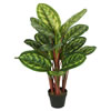 36" Calathea Peacock Plant w/Pot - view 1 of 4