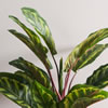 36" Calathea Peacock Plant w/Pot - view 3 of 4