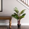 36" Calathea Peacock Plant w/Pot - view 2 of 4