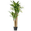 52" FT Dracaena Tree in Black Pot - view 1 of 6