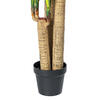52" FT Dracaena Tree in Black Pot - view 5 of 6