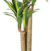 52" FT Dracaena Tree in Black Pot - view 6 of 6