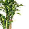 52" FT Dracaena Tree in Black Pot - view 3 of 6