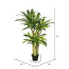 52" FT Dracaena Tree in Black Pot - view 4 of 6
