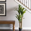 52" FT Dracaena Tree in Black Pot - view 2 of 6