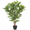 35" Green Zebra in Pot 125 Lvs FT - view 1 of 5