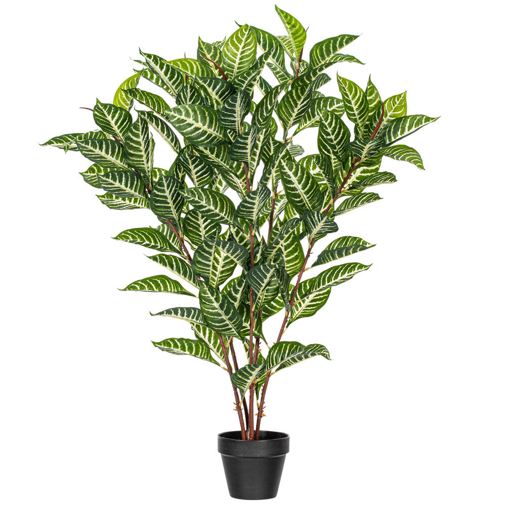 35" Green Zebra in Pot 125 Lvs FT